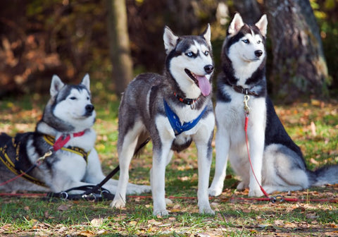 Three Siberian Huskies Waiting Outdoors