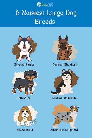 6 Noisiest Large Dog Breeds Infographic