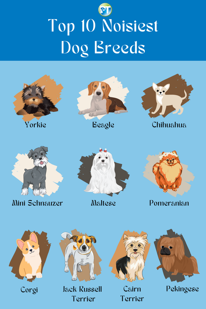 Top 10 Noisiest Dog Breeds Infographic