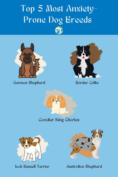 Top 5 Most Anxiety Prone Dog Breeds Infographic