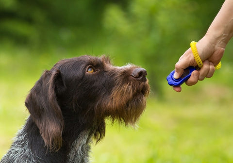 Training a Dog with a Clicker