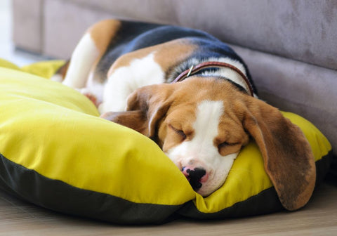 TriColor Beagle Sleeping on Yellow Bed Besode Gray Sofa