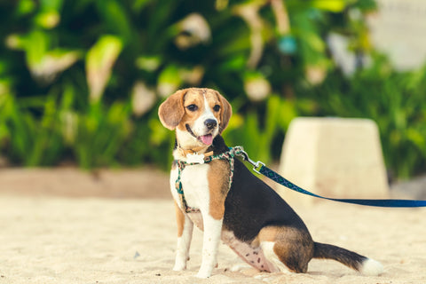 TriColor beagle on a Leash