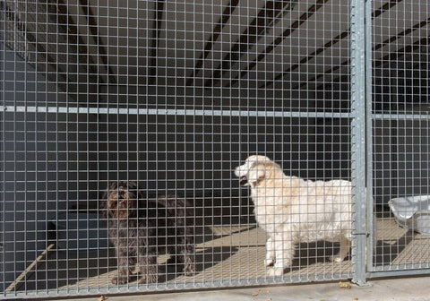 Two Dogs Inside a Dog Run