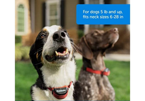 Two Dogs Wearing PetSafe Collars