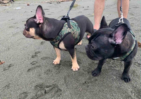 Two French Bulldogs Walking on Sand