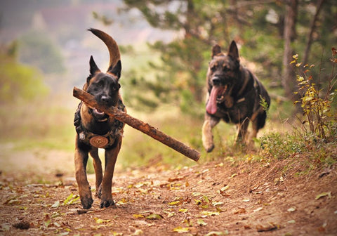 Two German Shepherds Running with Stick