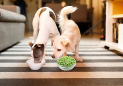 Two White Dogs Eating a Bowl of Peas