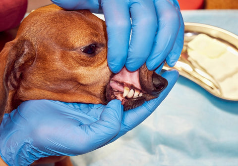 Vet Checking a Dog's Teeth