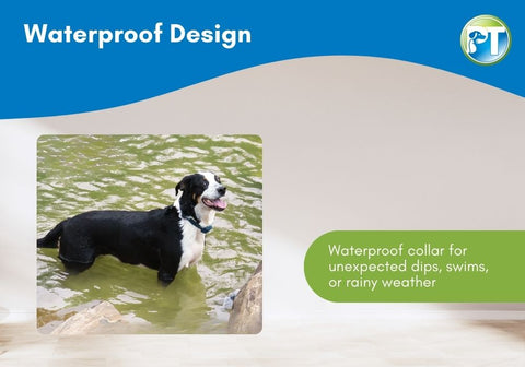 Waterproof Bark Collar Illustration