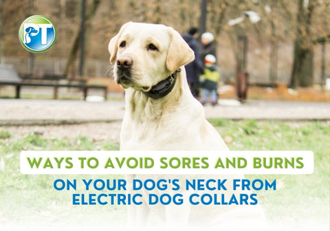 Ways to Avoid Sores and Burns on Your Dog's Neck from Electric Dog Collars