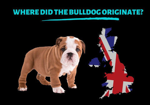 Where Did th Bulldog Originate