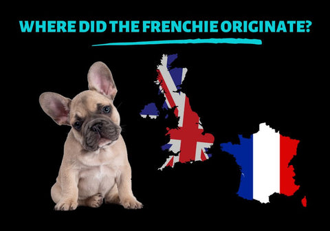 Where Did the Frenchie