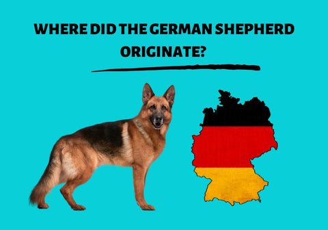 Where Did the German Shepherd Originate