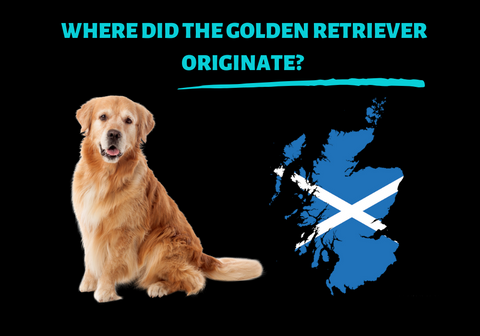 Where Did the Golden Retriever Originate