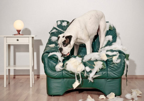 White Boxer Destroys Leather Chair