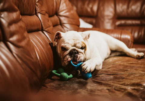 White Bulldog on Brown Leather Sofa with Dog Toy