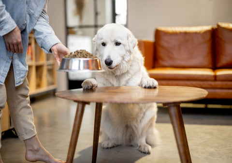 White Dog Being Given Dog Food on a Table