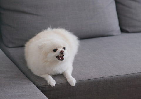 White Pomeranian Dog Barking on Sofa