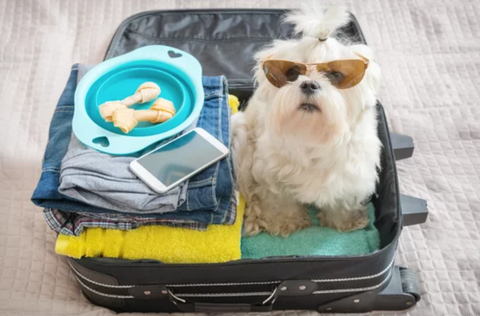 White Shih Tzu in Suitcase with Clothes