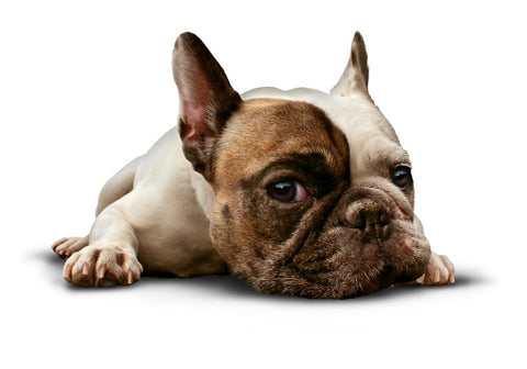 Brown and White French Bulldog Lying Down