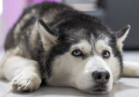 White and Gray Siberian Husky Lying Down