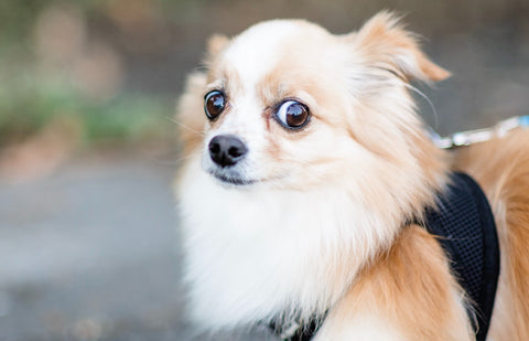 Wide-Eyed Dog