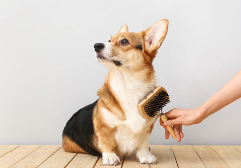 Woman Brushing Corgi's Coat at Home