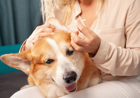 Woman Cleaning Dog's Ears at Home