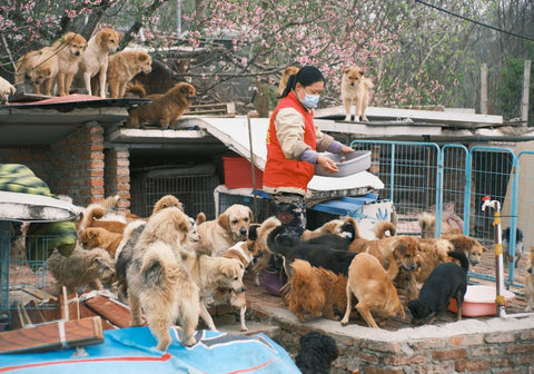 Woman Feeding Dogs in a Shelter