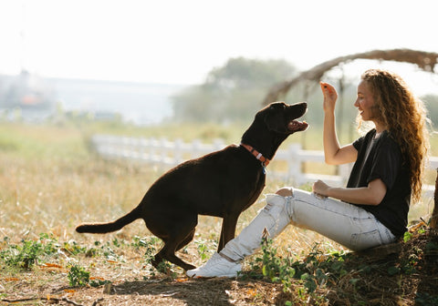 Woman Sitting While Handing Treat to a Labrador