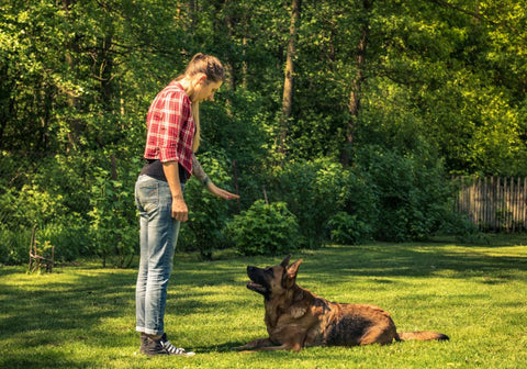 Woman Teaching Dog to Stay