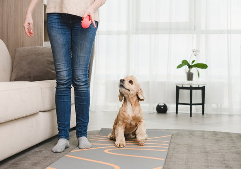 Woman Training Dog at Home