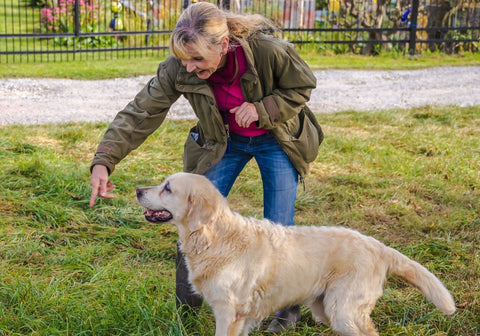 Woman Training a Golden Retriever Dog
