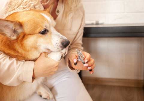 Woman Trimming Corgi Dog's Nails