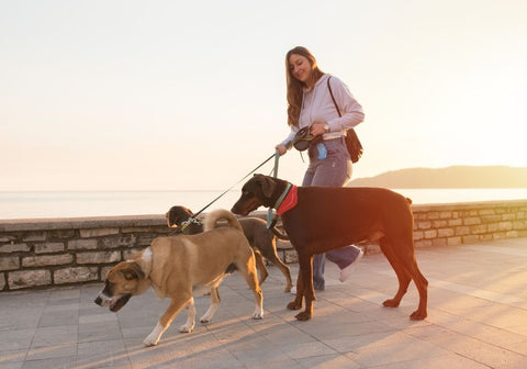 Woman Walking Three Dogs