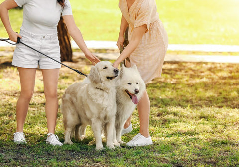 Women with Their Dogs in the Park