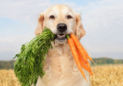 Yellow Labrador with a Mouthful of Carrots