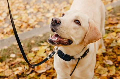 Yellow Lab with Shock Collar
