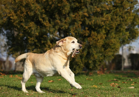 Yellow Labrador Dog Playing Fetch