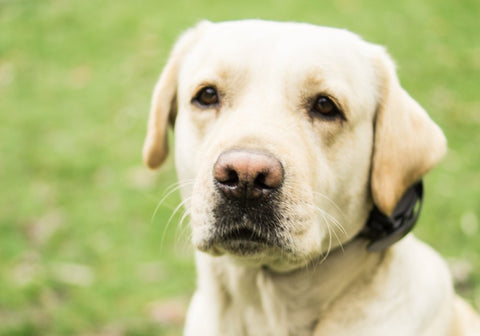 Yellow Labrador Dog with an E-Collar