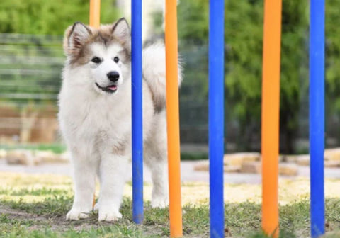 Young Husky Puppy Looking at Poles at Agility Course