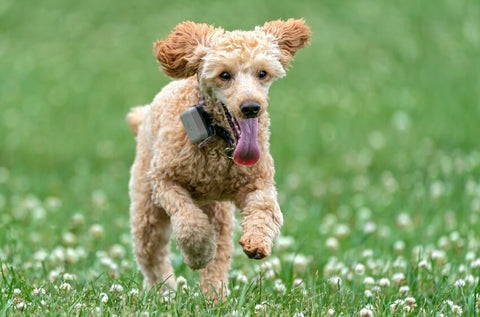 Dog Running with E-Collar