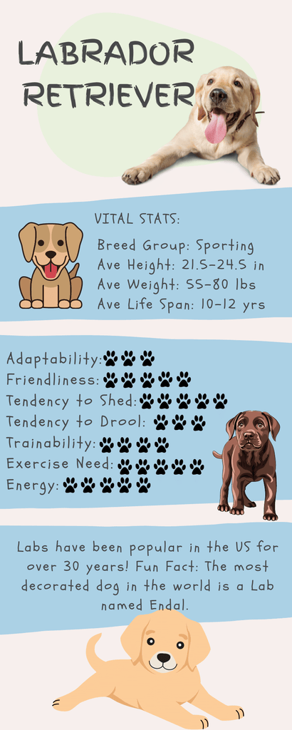 Labrador Retriever Stats Infographic