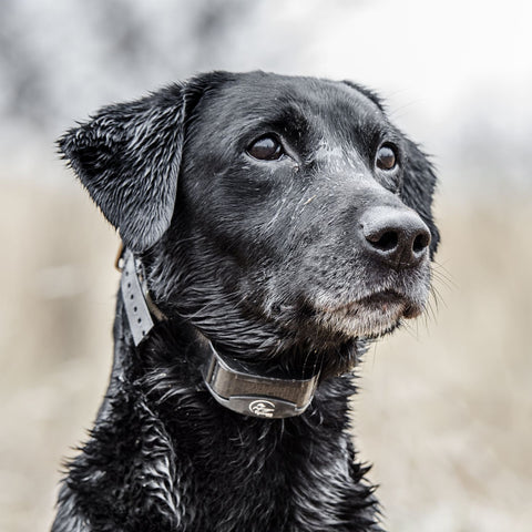 Black Labrador Wearing a YT-300 E-Collar