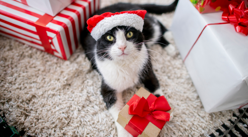Katze mit Weihnachtsgeschenken