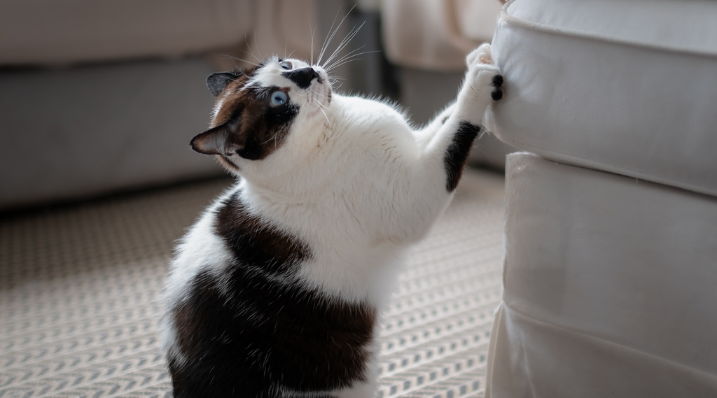 Cat scratching the couch