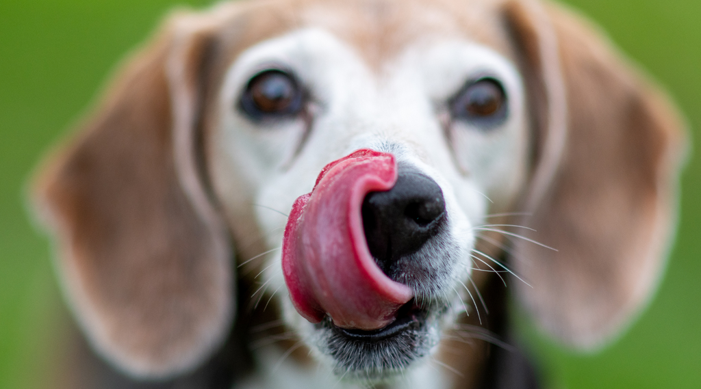 Hund mit herausgestreckter Zunge