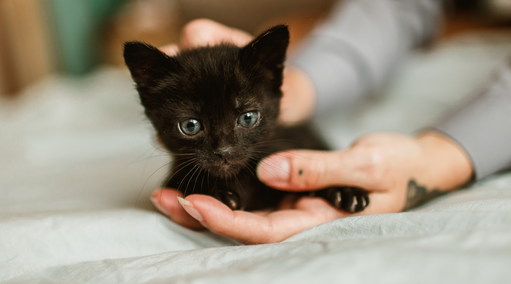 black kitten