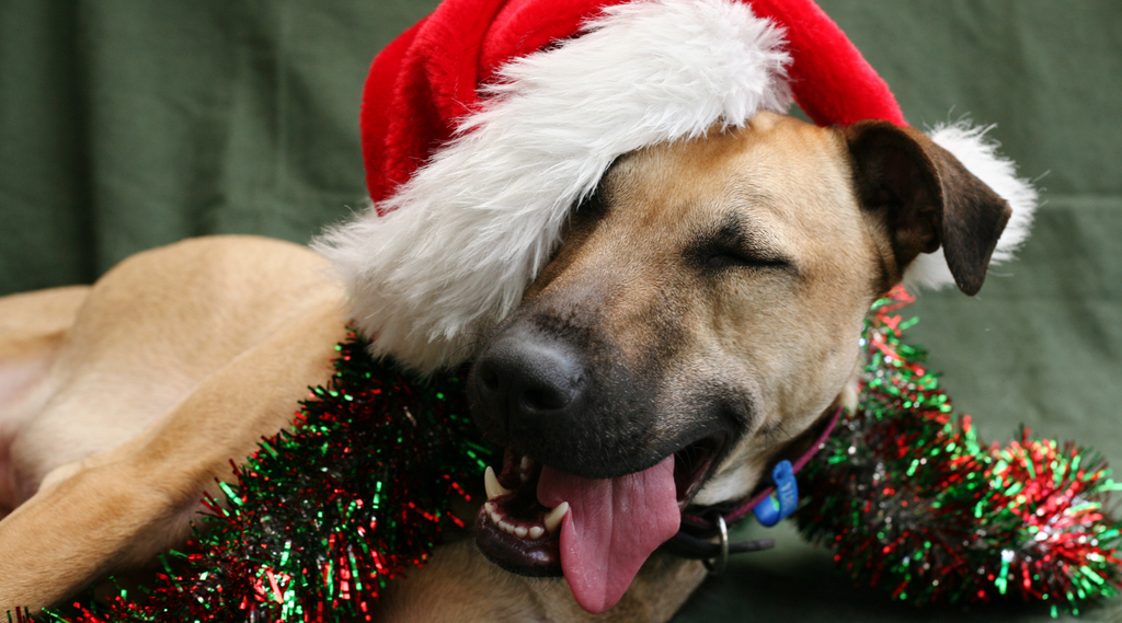 Glücklicher Hund zu Weihnachten.